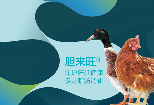 膽來(lái)旺?（禽用）
